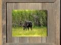 381A Spring Bull Moose