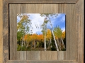 418A Aspens in the Fall