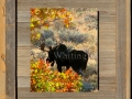 34A Bull Moose in Fall