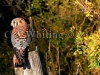 116 A    American Kestrel Falcon