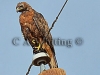 303 A   Harris Hawk