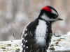 424A Small Woodpecker