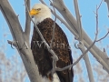 592 A  Bald Eagle in January