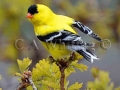 Finch Flair   678.jpg