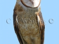 Barn Owl   707.jpg