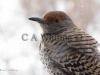 97 A   Female Northern Flicker