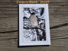 252A Coopers Hawk