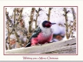 1005 Wishing you a Merry Christmas_520wm.jpg