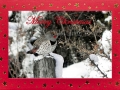 1344_Linen Gold Foil_Done_216 X Mass_ Winter Red Shafted Northern Flicker