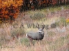 140 A Fall Buck