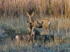 466A Triple Deer