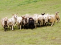Sheep Line Up   638Z.jpg