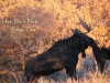 226 A   Amorous Moose