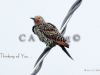 240 A   Western Flicker