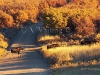 127 Autumn Morning Cow and Calves