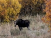 162A  Cow moose in the fall