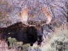 29 A Bull Moose