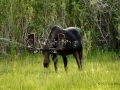 381A Spring Bull Moose