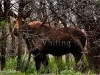 98A Cow Moose