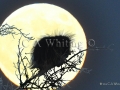 Moonlit Porcupine   642.jpg