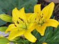 Deep Yellow Lilly   676.jpg