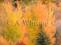 Fall Pleasure   730.jpg