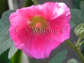 Pink Hollyhock   764.jpg